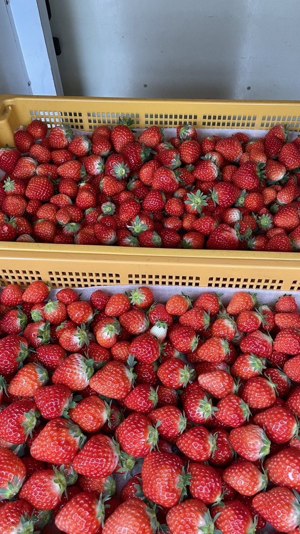 旬のアマテラスのリール